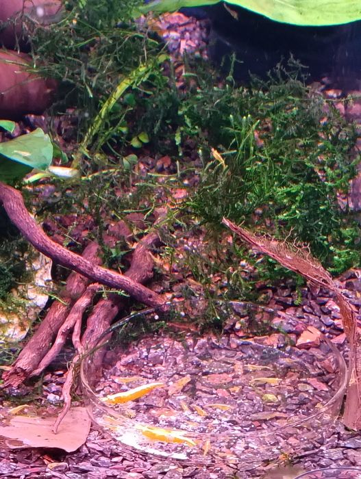 Camarões neocaridina