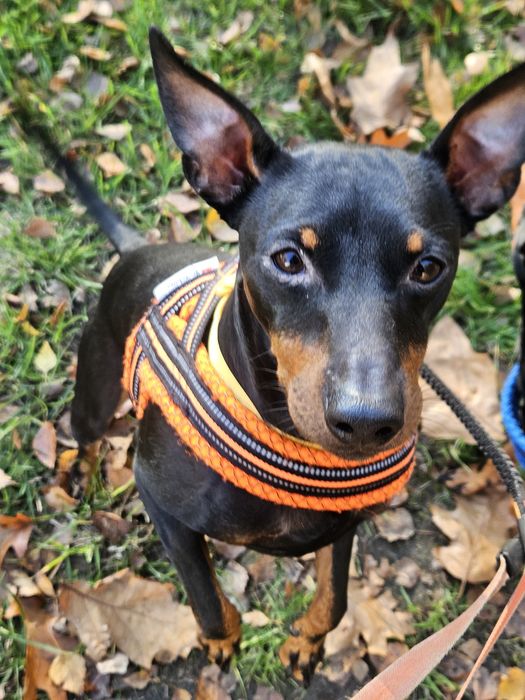 Gabapentin 600mg 10 kaps tab