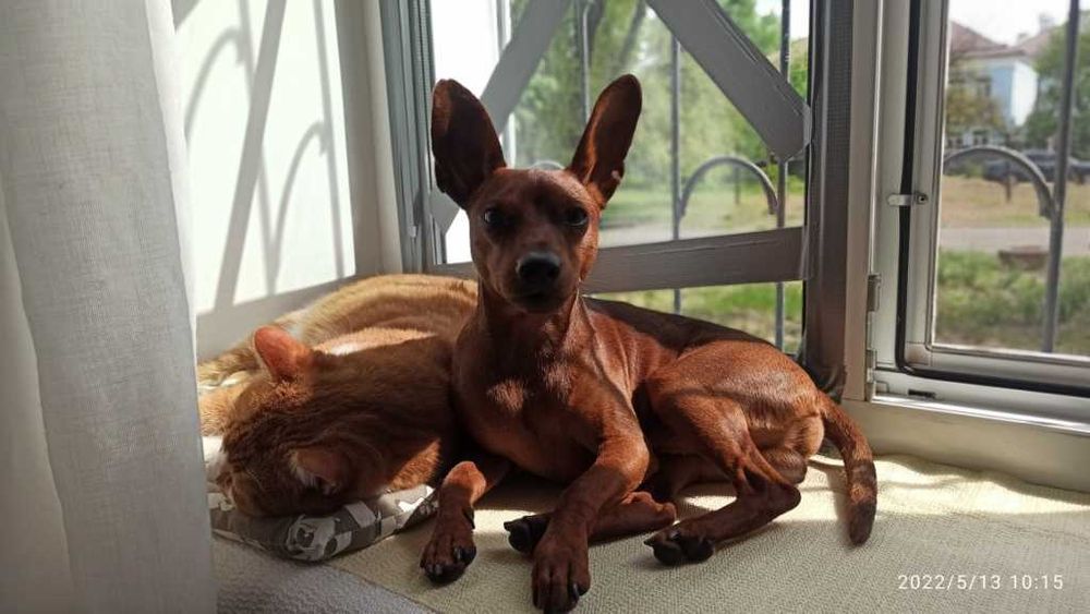 В'язка цвєргпінчера Київ