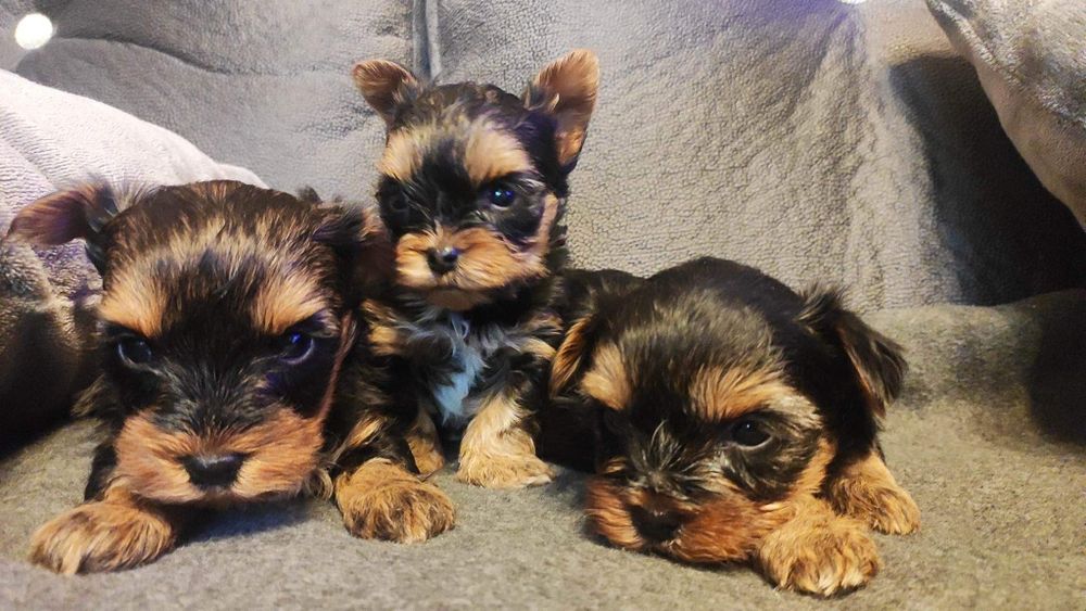 Yorkshire Terrier Szczenięta