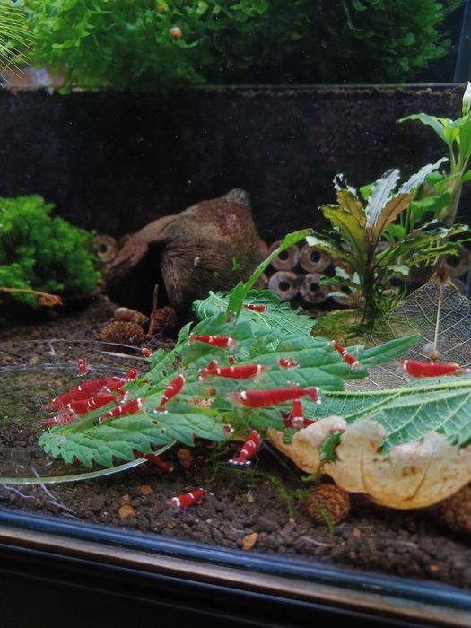 Krewetki Super Crystal Red (rodzaj Caridina)
