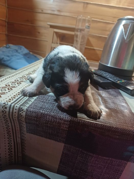 Щенята лабрадора і вівчарки в добрі руки