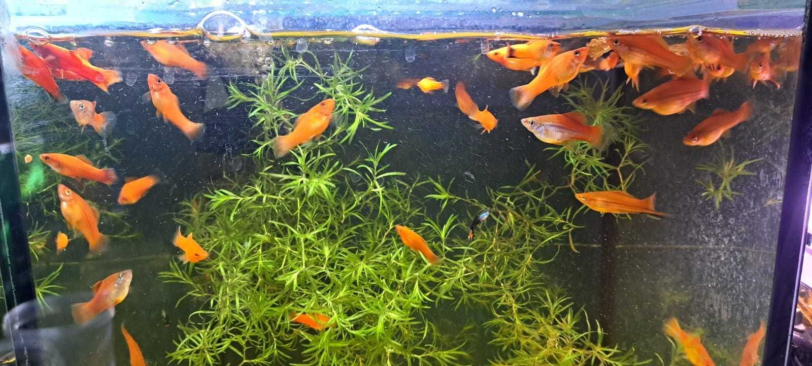 Rybki Mieczyki różne odmiany z własnego odchowu