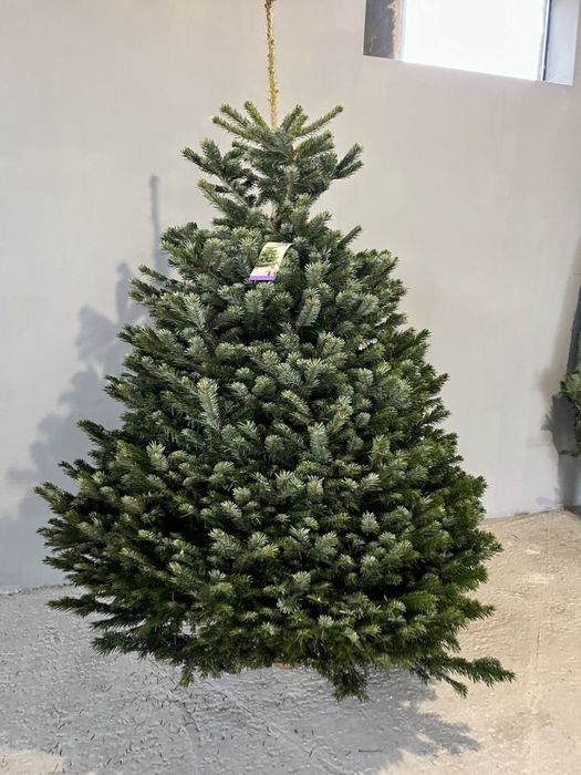 Ялинка жива на новий рік Ялиця Нордмана Преміум пушиста Піхта, Пихта