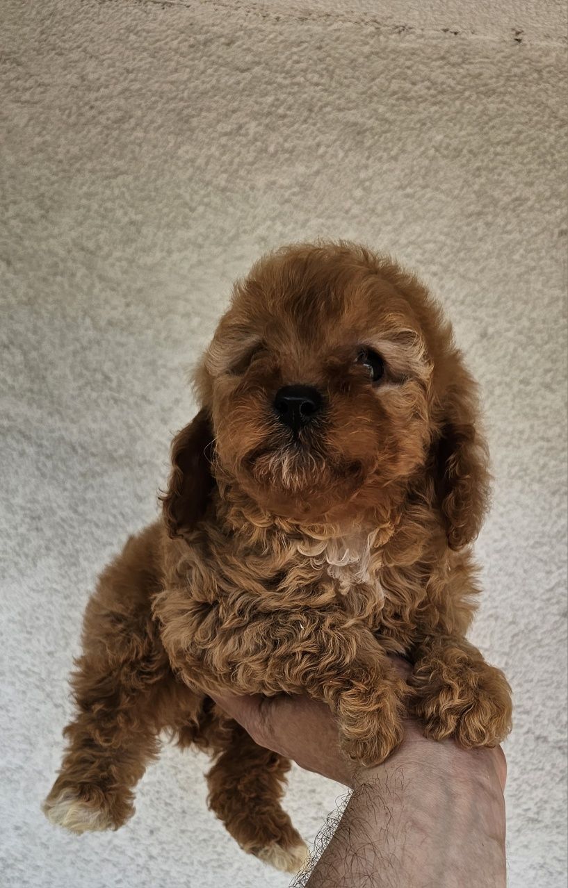 Cavapoo f1b suczka mini