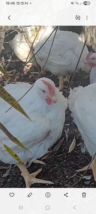 Sprzedam blojlery własnego chowu.