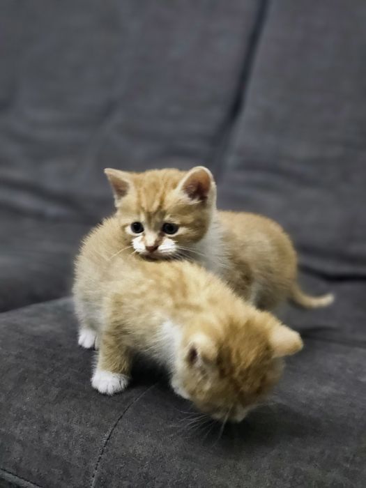 Кошенята Віддам в хороші руки Безкоштовно