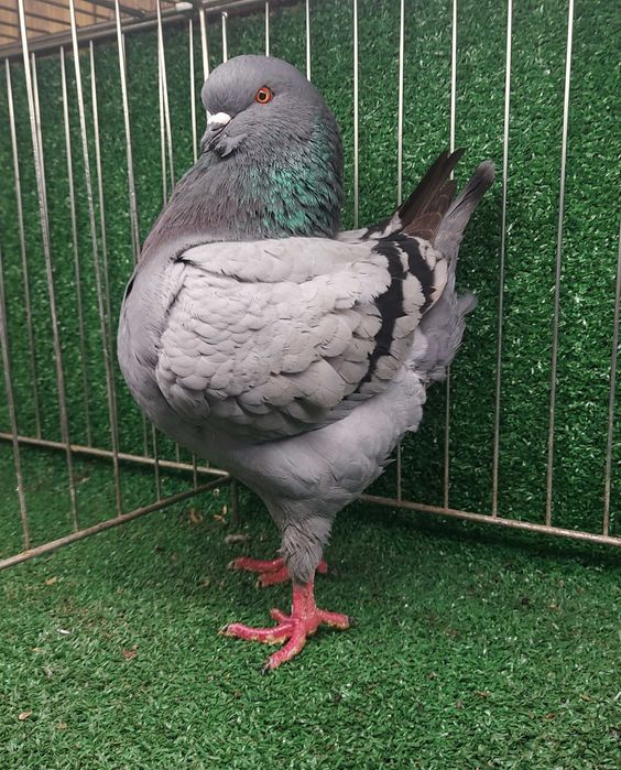 King kingi samica