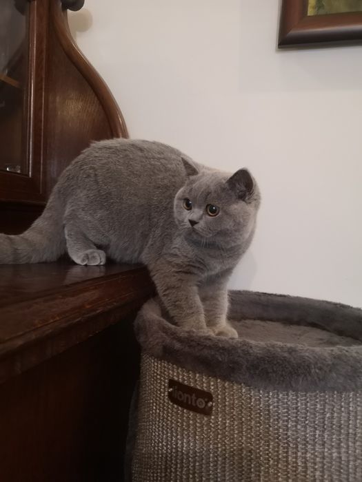 Kocurek, kotka z miotu T rodowód FPL