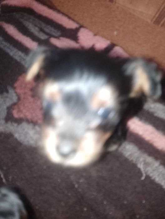 Йоркширський тер'єр