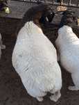 Vendo borrego Dorper puro