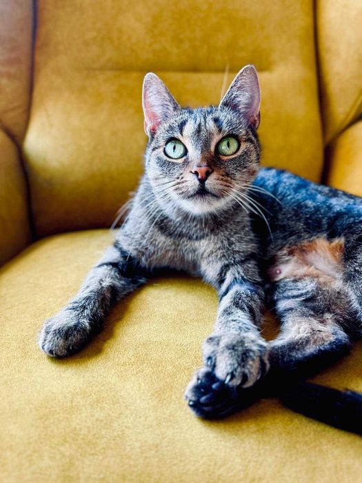 Pyszna Szarlotka tak domowa i słodka to kotka.