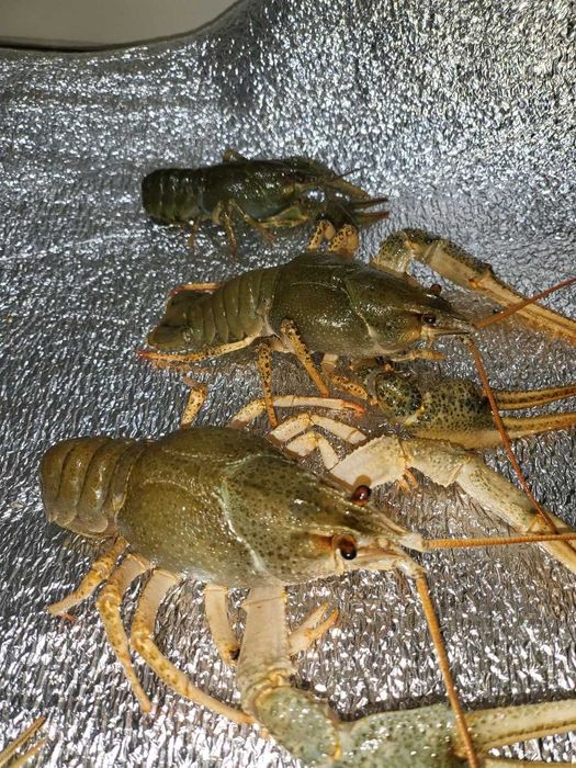 РАКИ  делікатес з чистих водойм