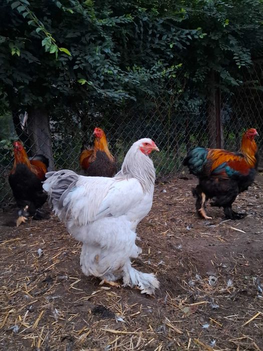 Brahma, młode koguty