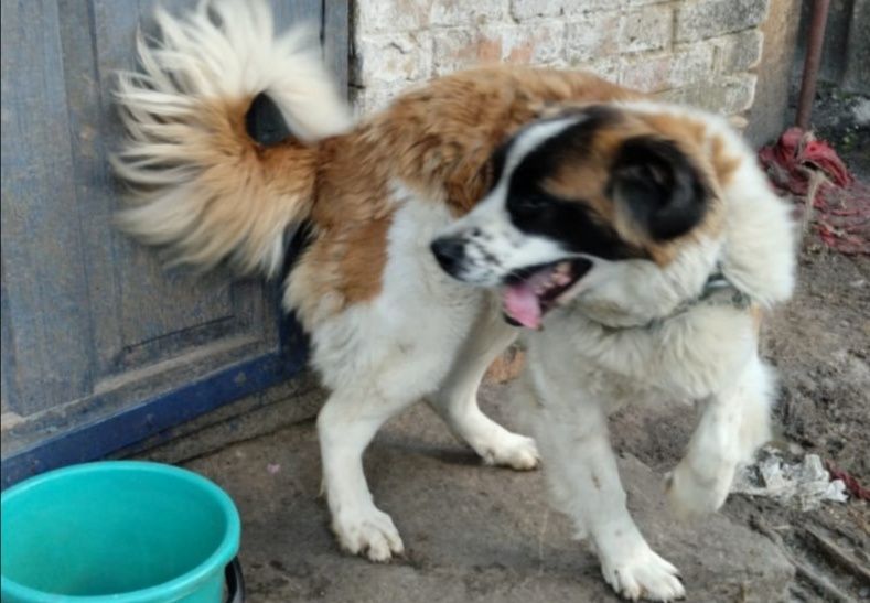 Московська сторожова + Німецька вівчарка