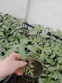 Pomidory sadzonki w doniczkach 9cm żywa roślina w doniczce oraz inne