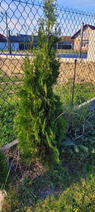 Thuja szmaragd 2 sztuki