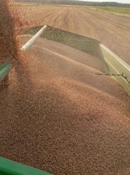 Pszenica  małe i duże ilości.