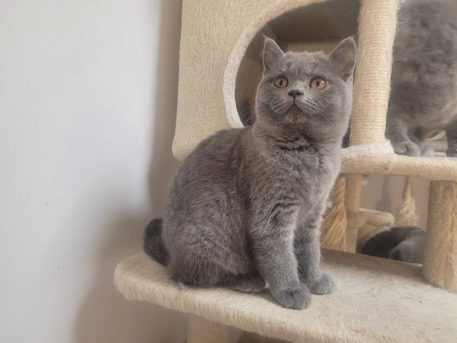 Kocurek brytyjski niebieski. Rodowód FPL.