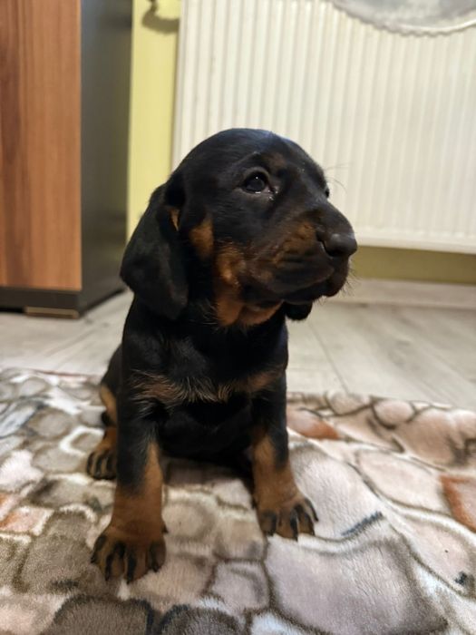 Ginczy polski szczeniak