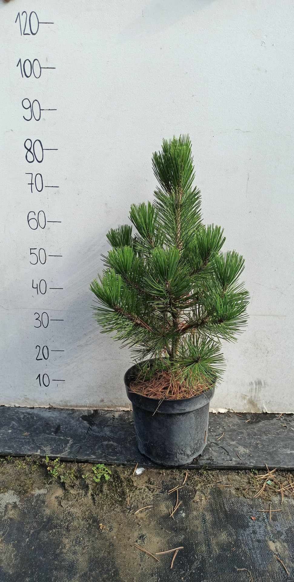 Sosna Czarna , Pinus Nigra