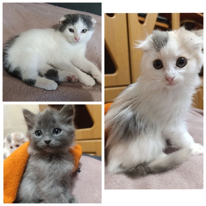 Котики в добрі руки