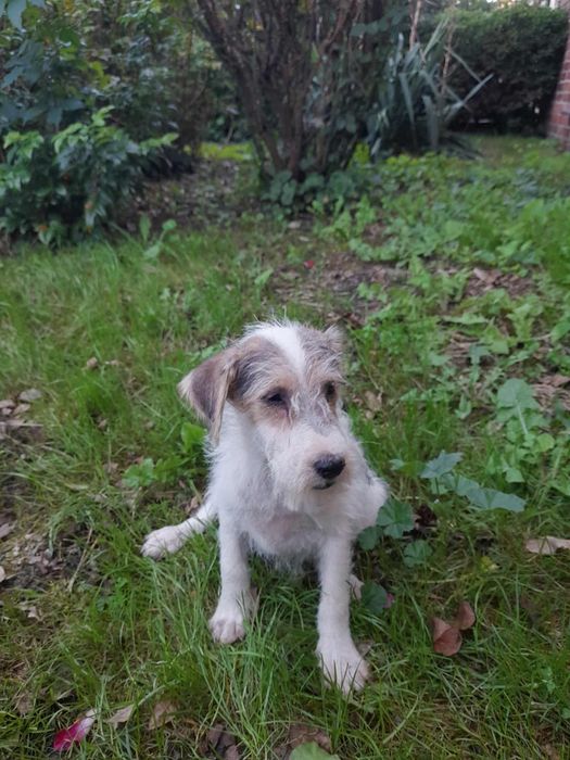 Szczeniak foksterier szorstkowłosy