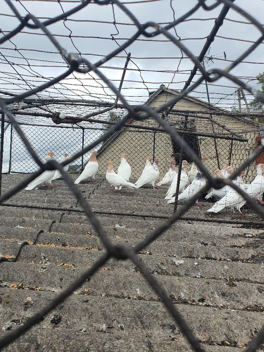 Gołębie Budapeszty