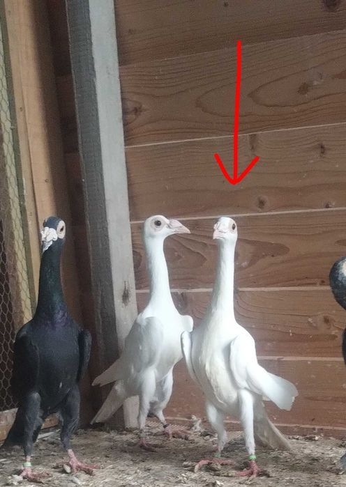 Karier kariery samice WYSYŁKA