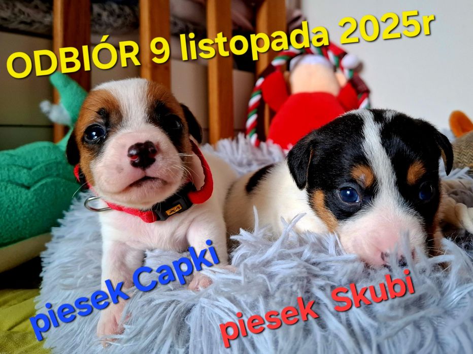 Piesek Jack Russell odbiór  9 listopada 2025r RODZICE W HODOWLI