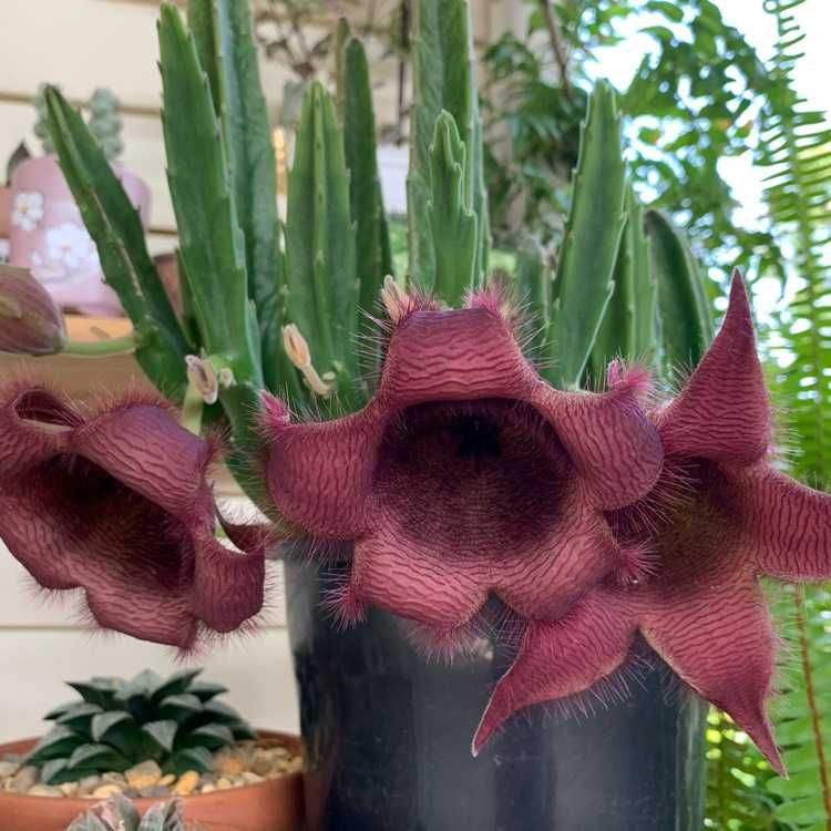 Stapelia , sukulent, kaktus - kolekcjonerski, 2 odnóżki.