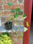 Cissus sycyoides