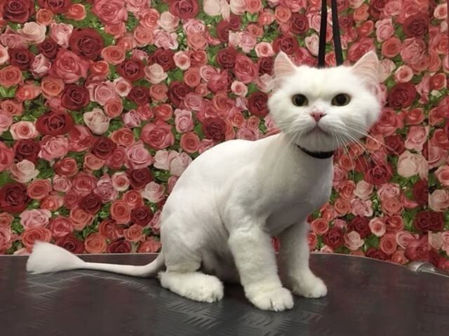 Стрижка собак та котиків
