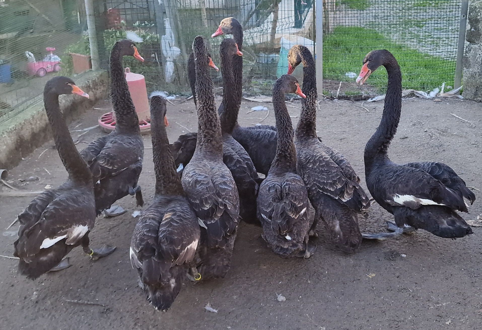 Cisnes brancos e pretos ,machos e fêmeas, aves anilhadas