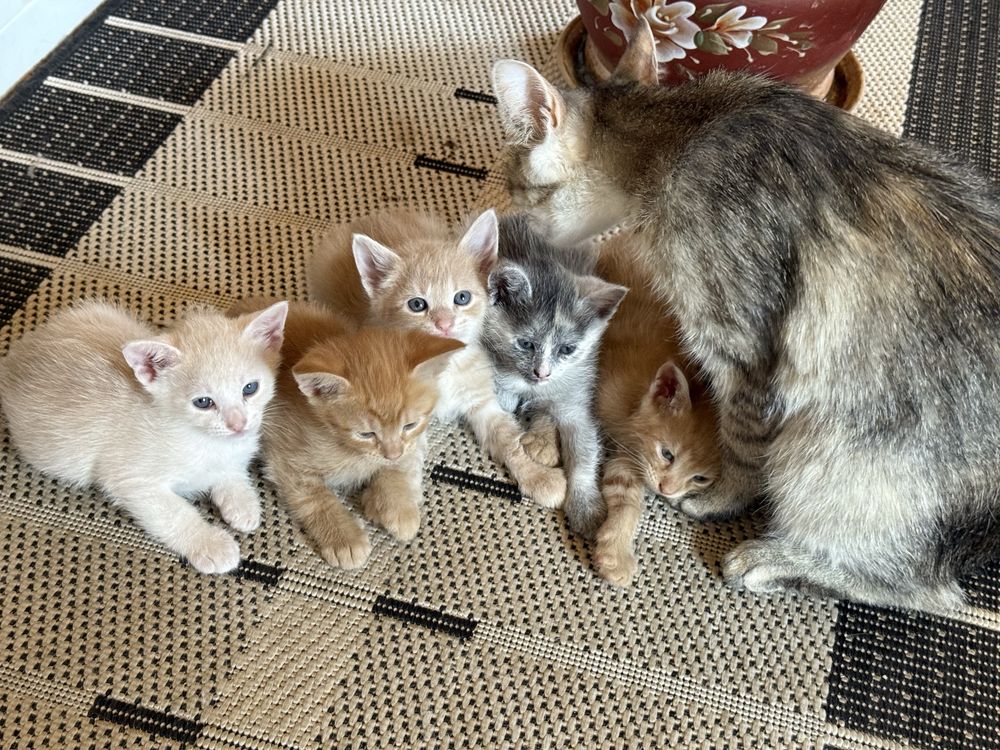 Котики безкоштовно