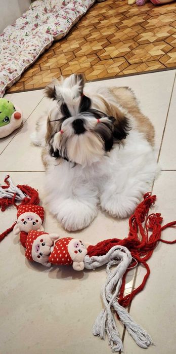 Śliczna złoto-biała suczka  ZKWP/FCI/ legalna hodowla