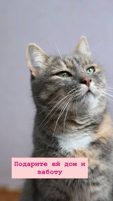 Грустная Мэри из приюта