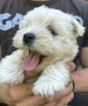 West highland White terrier szczeniak