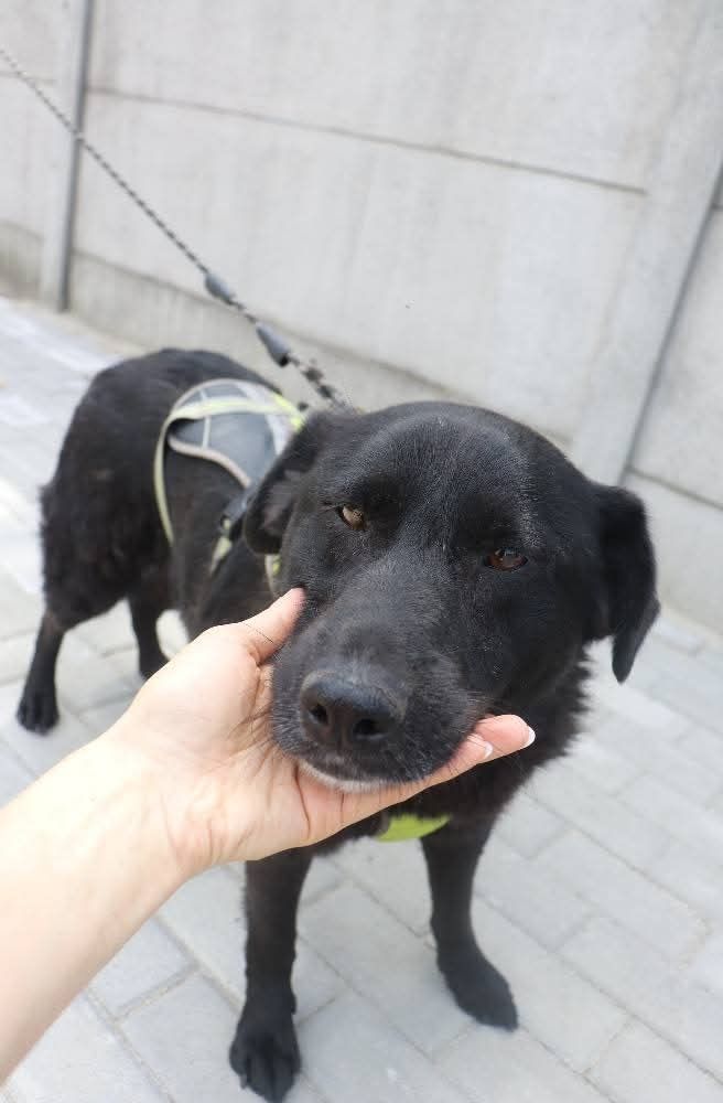 8 letni piesek Tobi do adopcji
