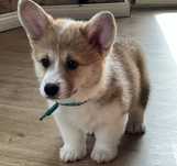 Suczka Welsh Corgi Pembroke bez ogonka