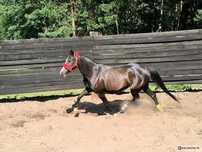 Klacz kuc do hodowli
