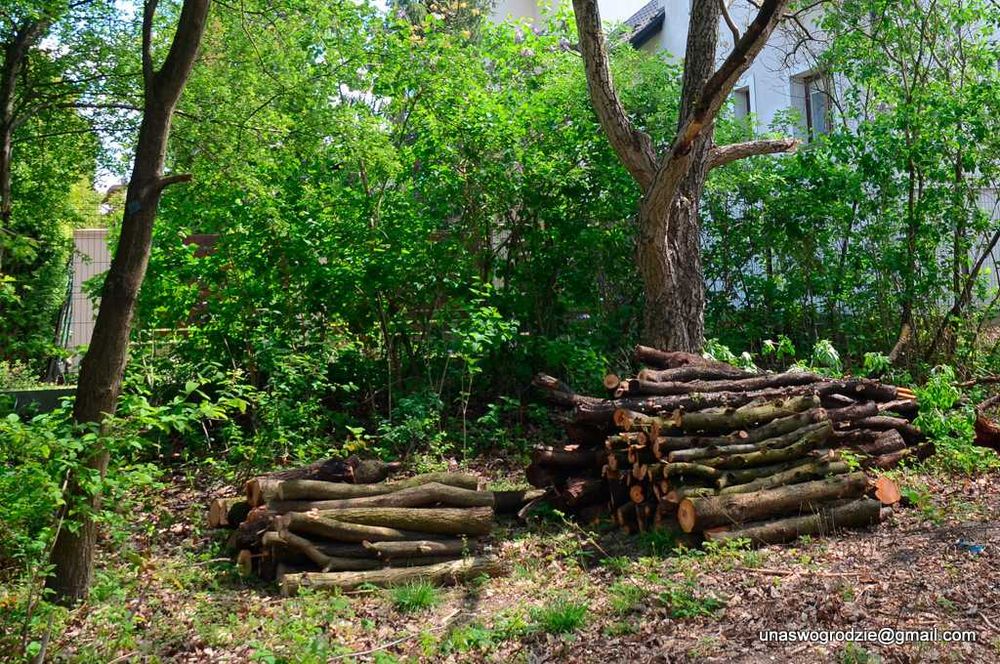 przycinanie żywopłotów tui, wycinanie gałęzi, wycinka drzew i krzewów