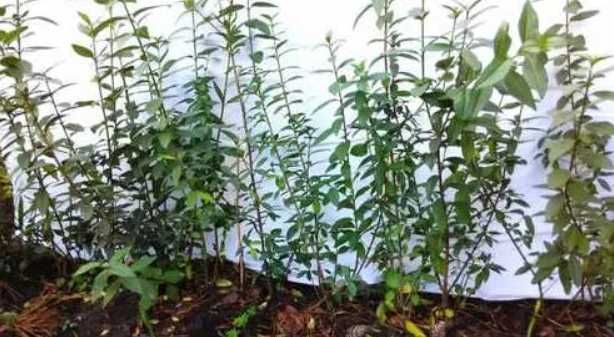 Бирючина- живая изгородь ростки  от 30 см и до 1 метра цена  8 грн .