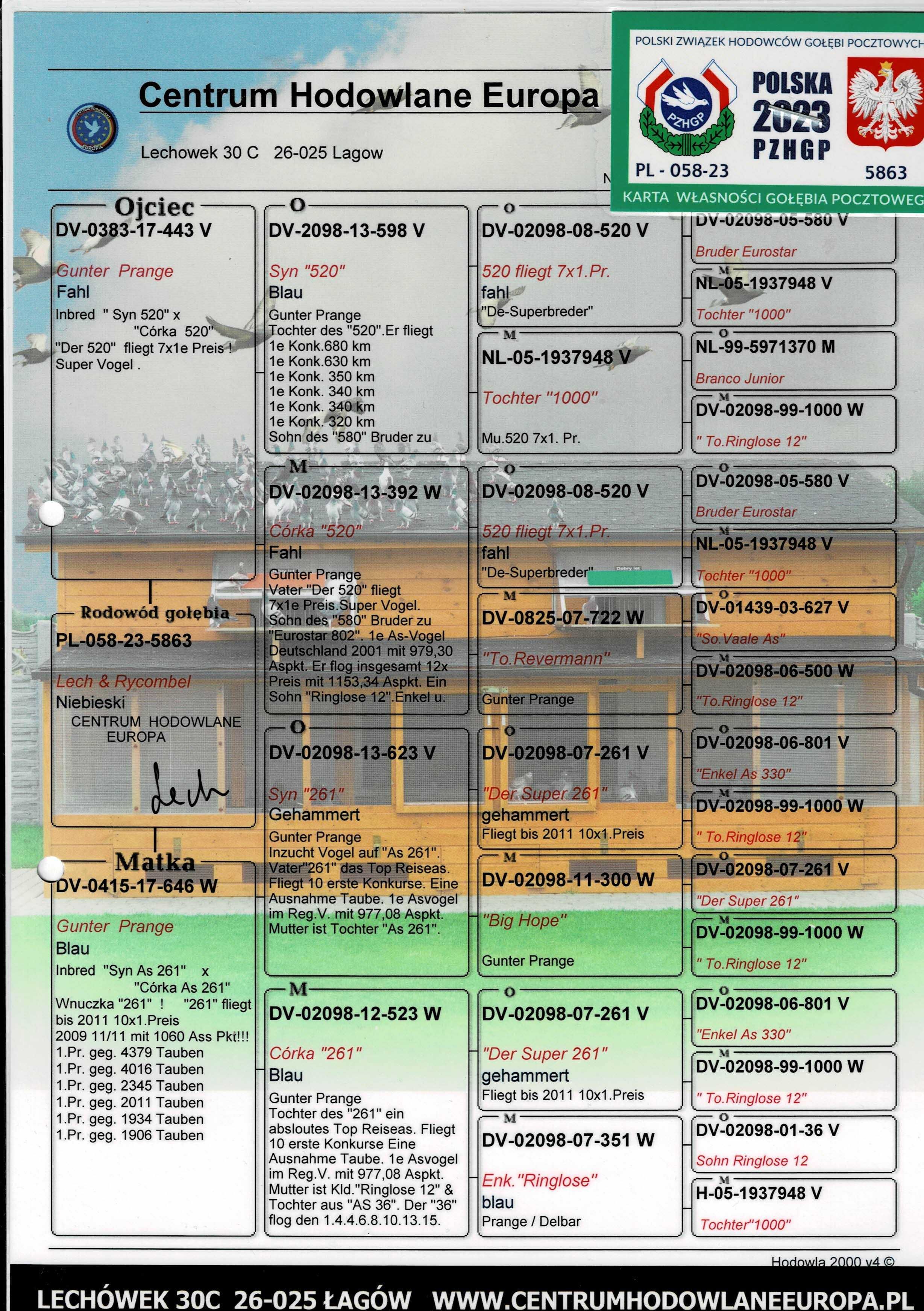 Gołębie pocztowe młode 2025r