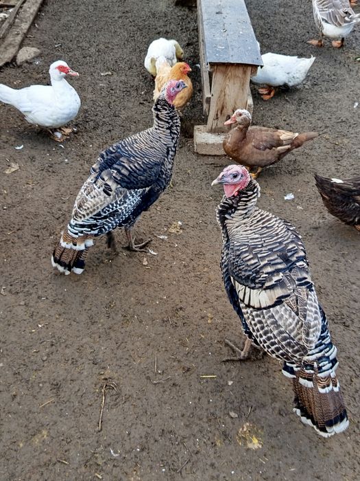 Sprzedam indory z tego roku