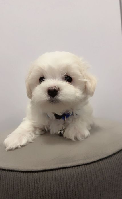 Maltańczyk  Szczeniak