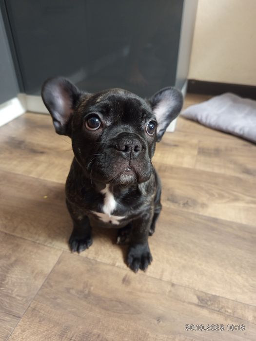 Французькій бульдог 2.5 місяці з паспортом.