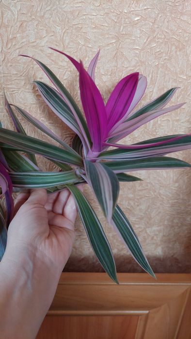 Традесканція нанук, фіолетово-біло-зелене листя