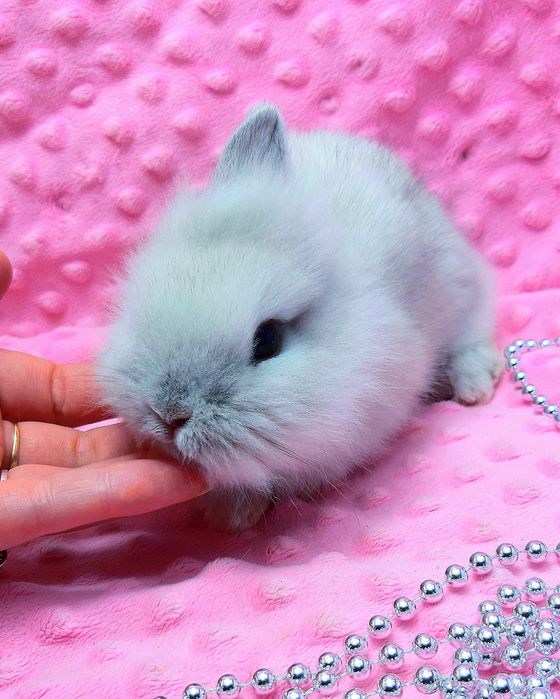 Карликовые мини кролики торчеухие и вислоухие баранчики,клетки,корм