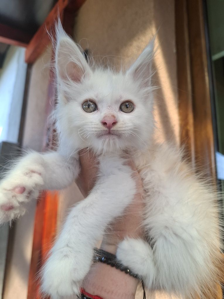 Kocurek Maine Coon z efektem merle